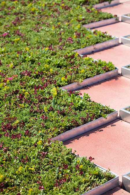 Green Roof