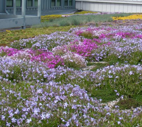 Sustainable & Green Roofing